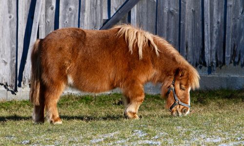pony pasture eating