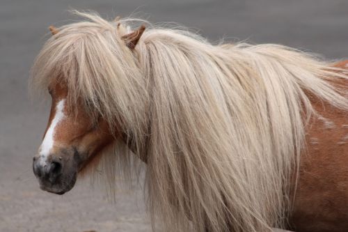 pony horse country life