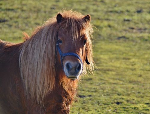 pony shetland pony wuschelig