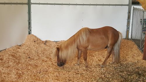 pony miniature pony miniature horse