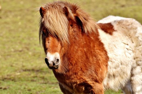 pony brown white