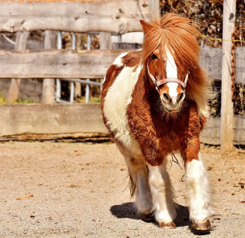 pony run cute