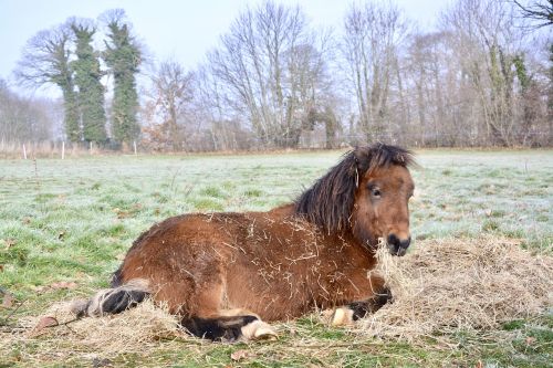 pony young brown