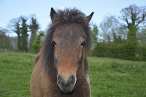 pony equine animal