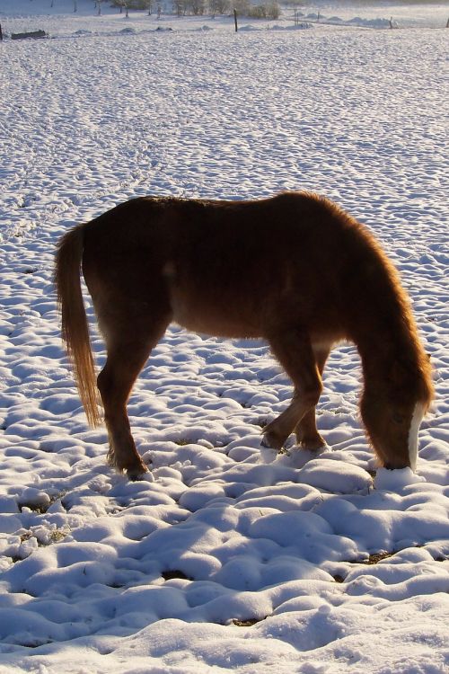 pony horse winter