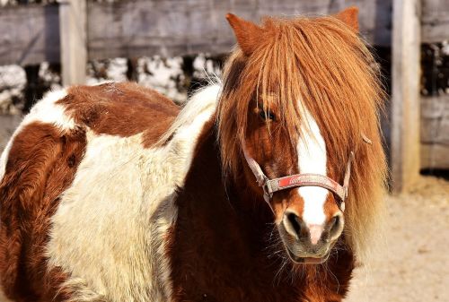 pony horse brown