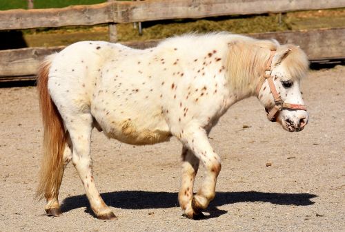 pony horse white