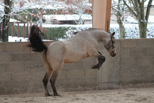 pony horse standard