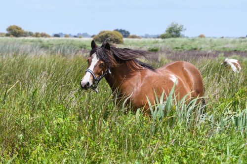 pony marsh brière