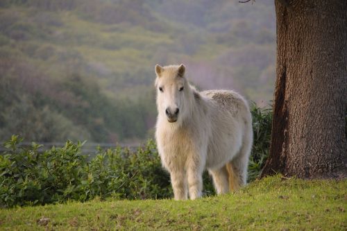 pony white nature