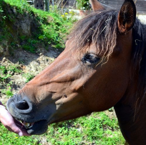 pony horse dare