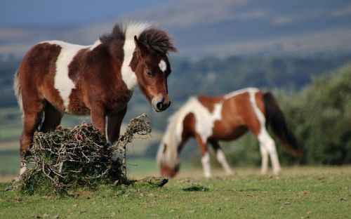 pony dartmoor wild