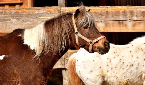 pony horse brown