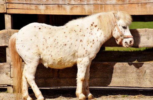 pony horse brown