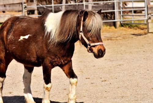 pony horse brown