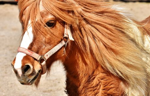 pony horse cute