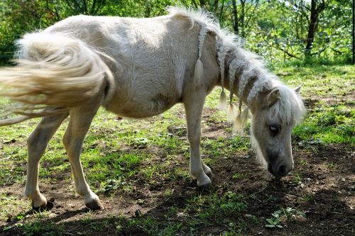 pony horses mold