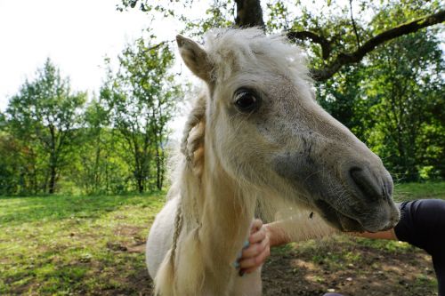 pony horses mold