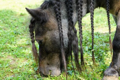 pony horse black