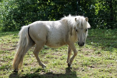 pony horse white