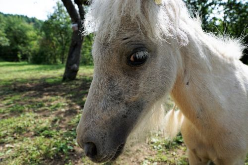 pony horse white