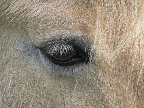 pony horse eye