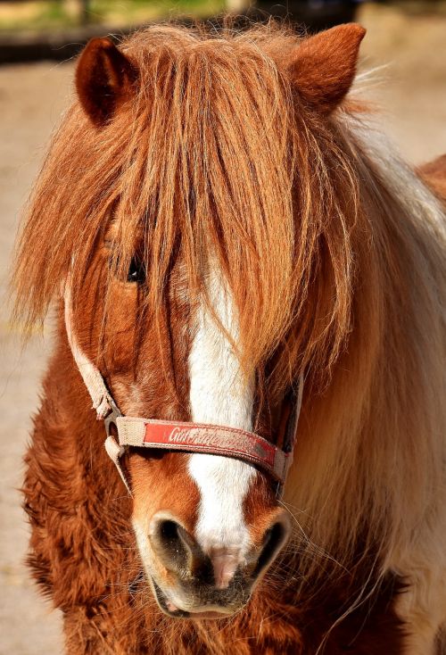 pony horse cute