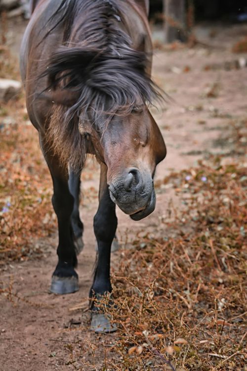 pony animal animals