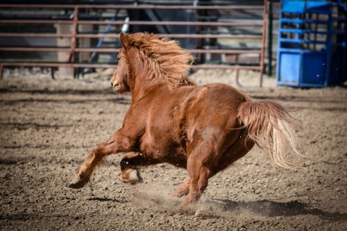 pony horse running