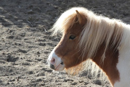 pony  portrait  animal