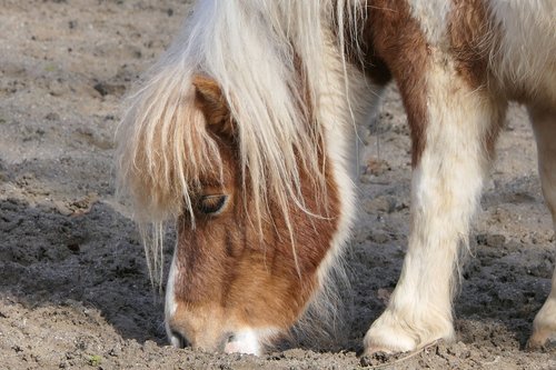 pony  portrait  animal