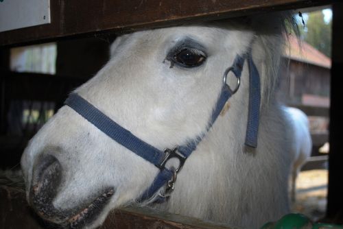 pony white horse barn