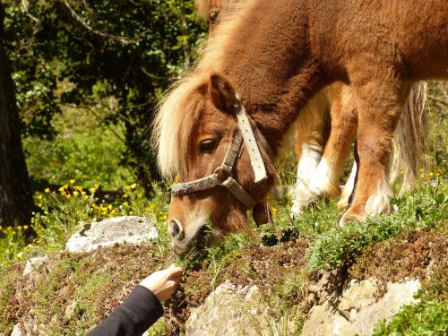 pony feeding grass