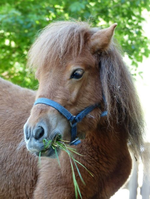 pony eat grass