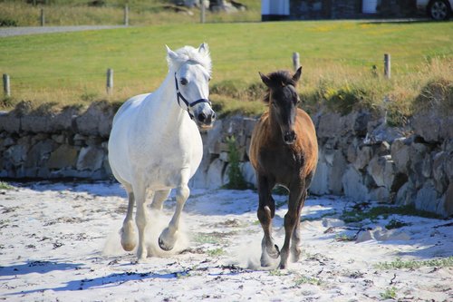 pony  beach  horses