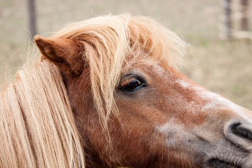 pony  horse  animal