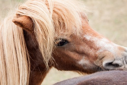 pony  horse  animal