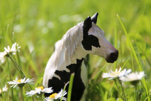 pony horse meadow