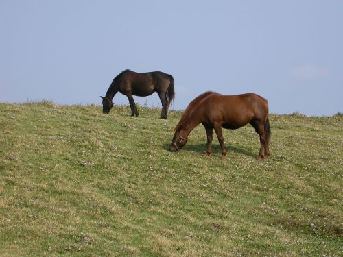 pony meadow jeju island