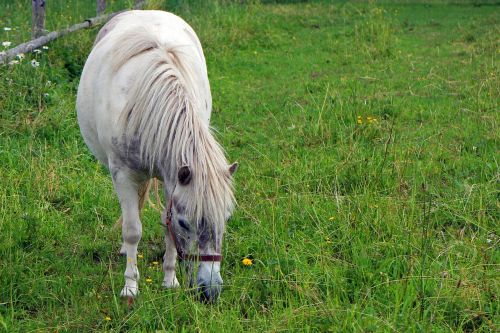 pony horse animal