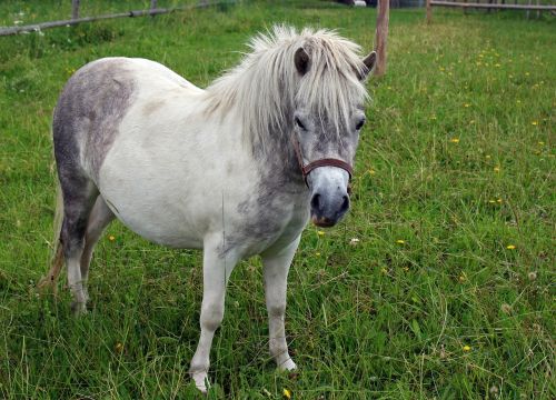 pony horse animal