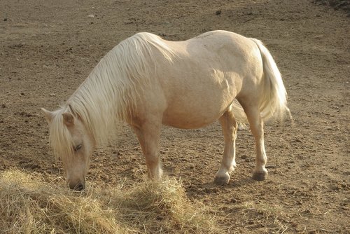 pony  shetland  hay