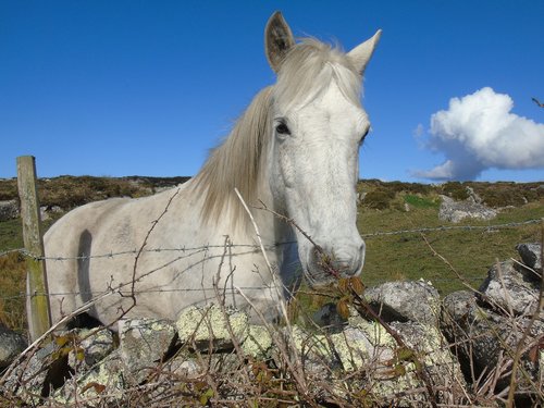 pony  ireland  horse
