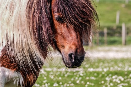pony  shetland  shetland pony