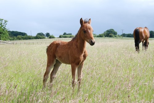pony  foal  field