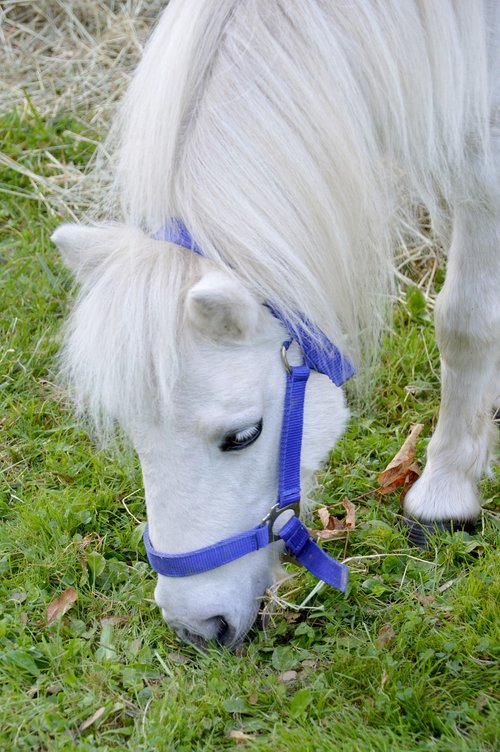 pony  horse  mane