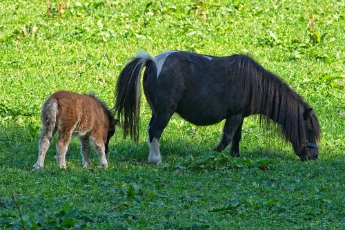 pony  foal  animal