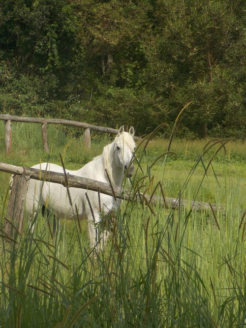 pony  white  grass