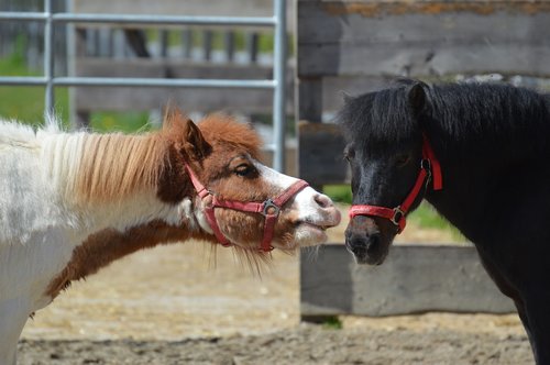 pony  small horse  play
