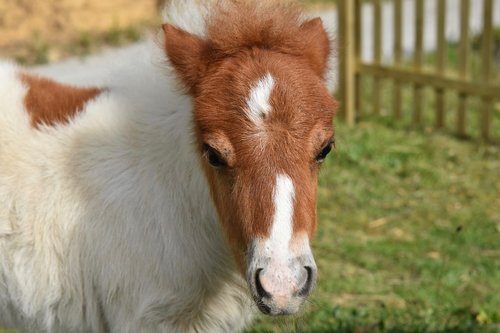 pony  shetland pony  small horse